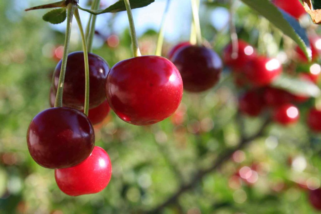 Pilgrims Produce Organic Farm - Fruit & Vegetables in the North Okaganan