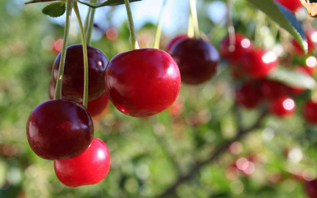 Pilgrims Produce Organic Farm - Fruit & Vegetables in the North Okaganan